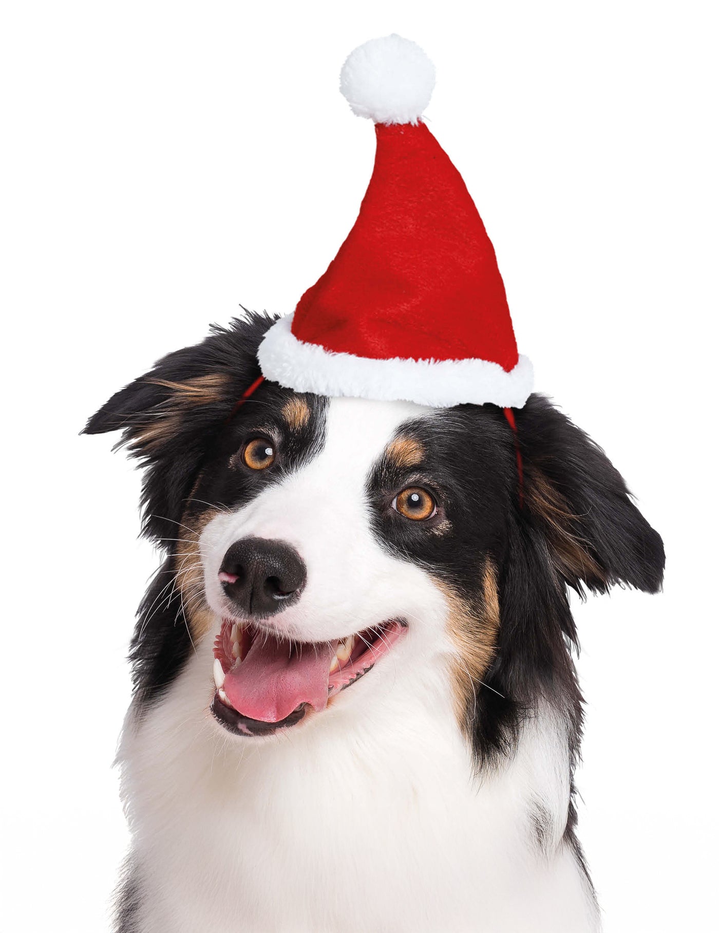 Bonnet de Noël pour animaux