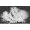 20 Plumes de décoration blanches 5