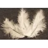 20 Plumes de décoration ivoire 5