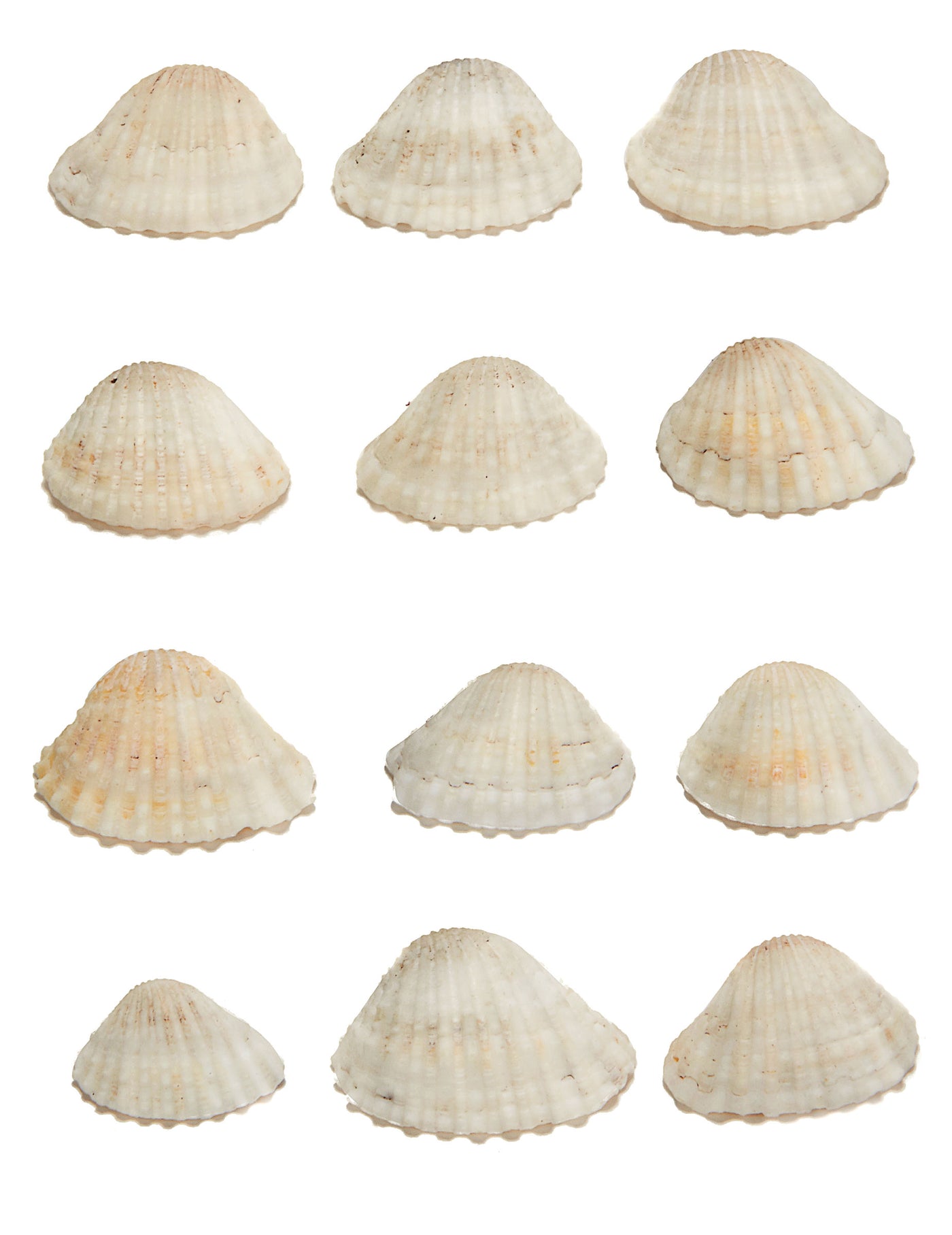 12 coquillages de décoration en plastique 3 x 2,5 cm beiges thème marin