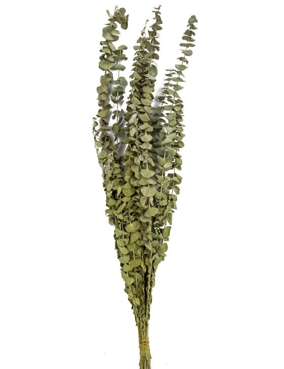 15 branches d'eucalyptus séché 150 g 66 cm décoration mariage