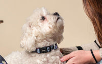 VILLAINS - Collier pour Chien - XXS