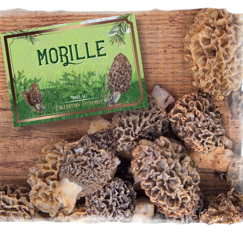 Coffret "Il était une fois La Morille"
