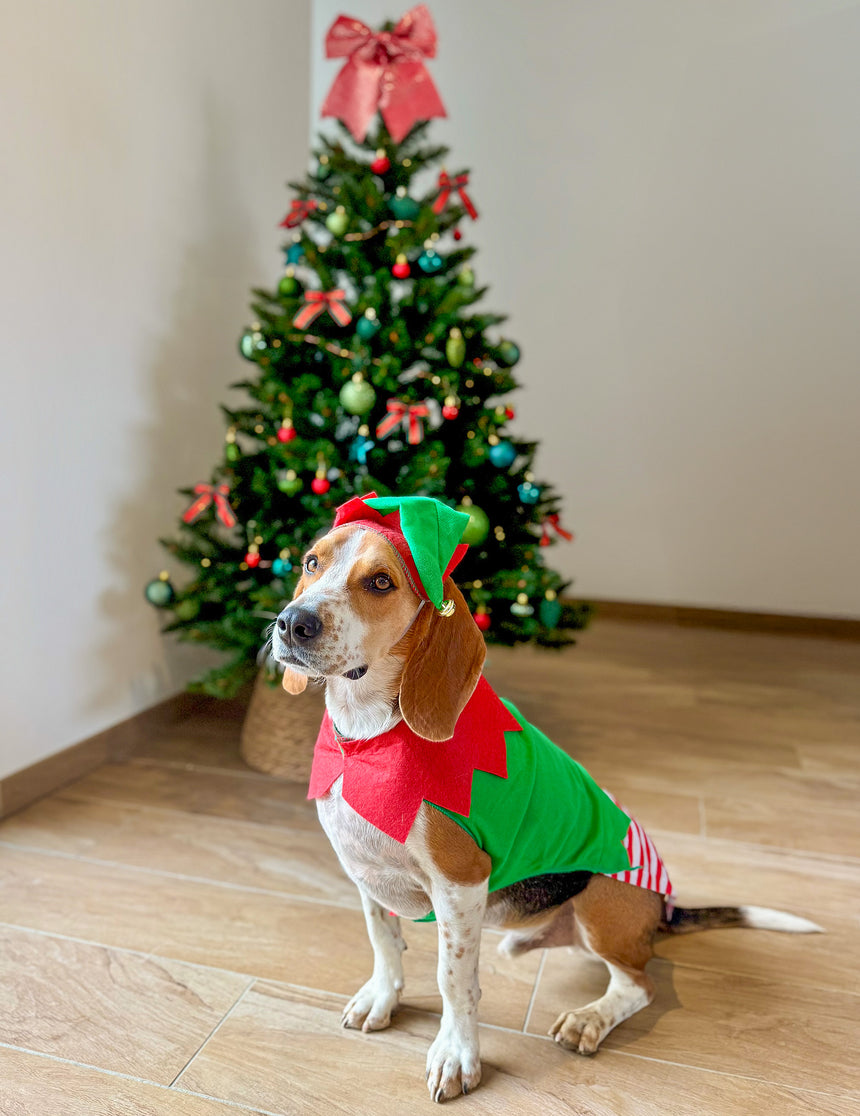 Déguisement elfe de Noël pour chien