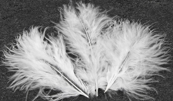 20 plumes de décoration blanches 5,5 cm pour mariage