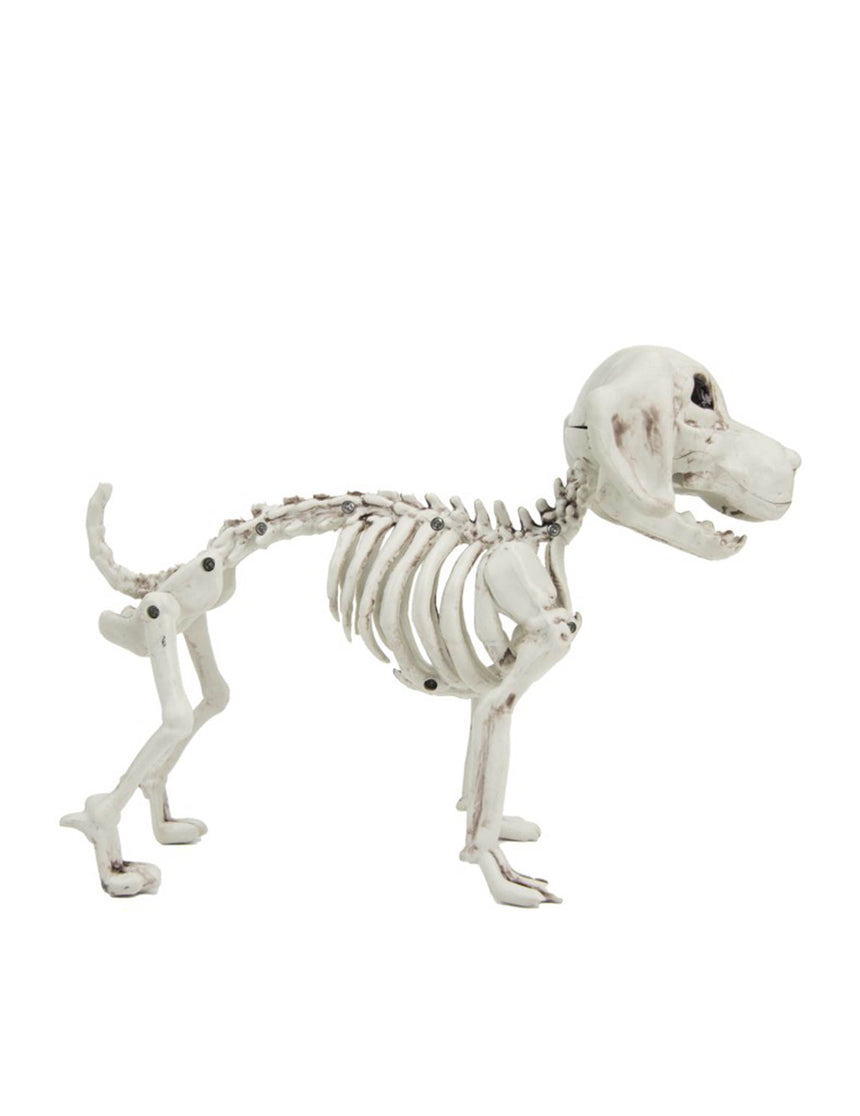 Squelette de Chien 26cm